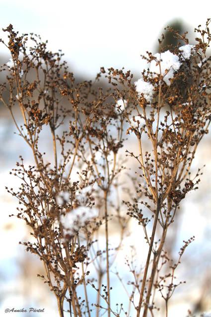 post-1184-0-28668700-1389710305_thumb.jp