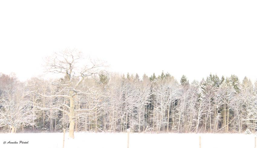 post-1184-0-49747000-1389710288_thumb.jp