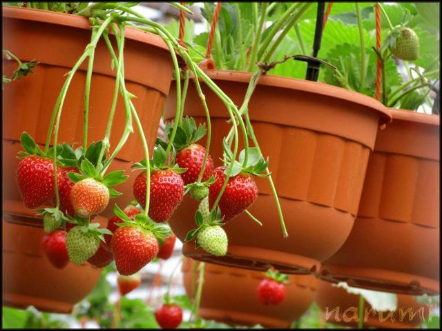 post-1184-0-97592600-1389802316_thumb.jp