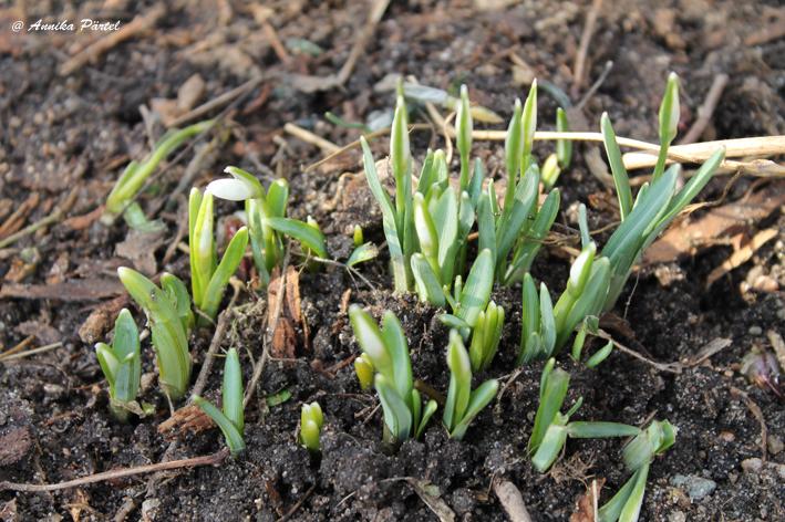 post-1184-0-75782500-1393764545_thumb.jp