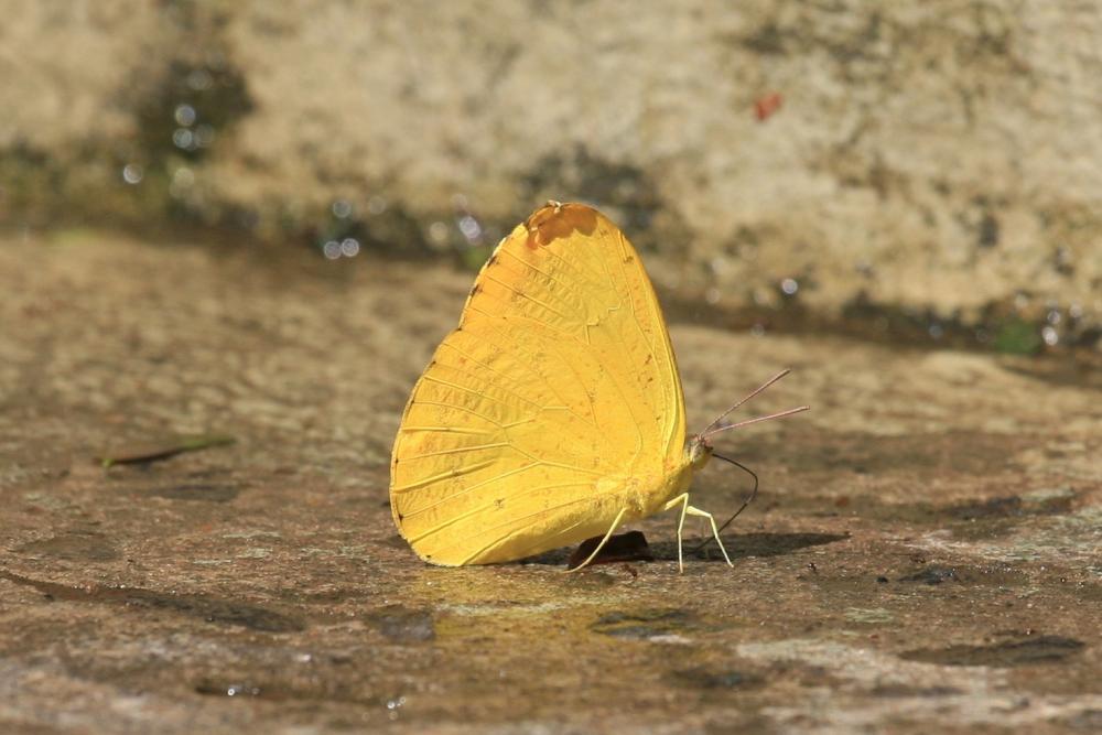 post-1184-0-86193200-1395736184_thumb.jp