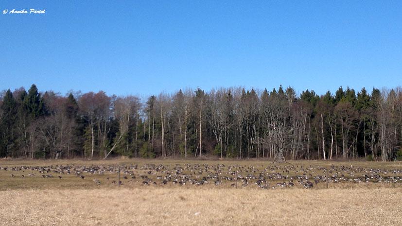 post-1184-0-98597300-1395853964_thumb.jp