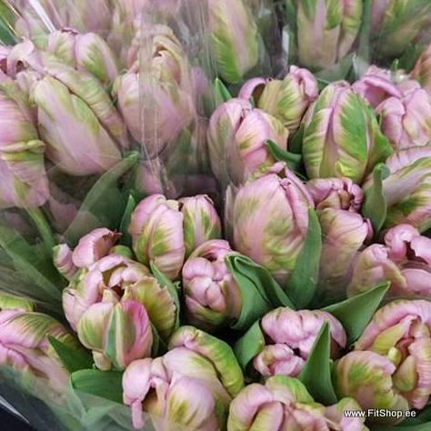 post-31592-0-49918200-1457427010_thumb.j