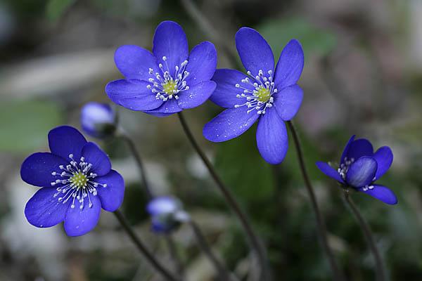 post-1184-0-34273700-1396716081_thumb.jp