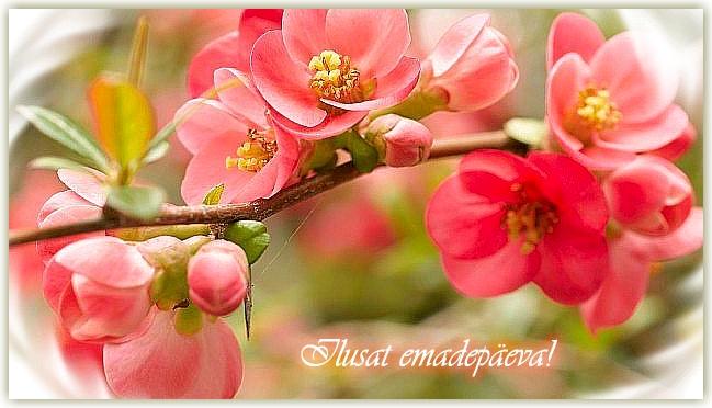 post-31592-0-38485400-1399811142_thumb.j