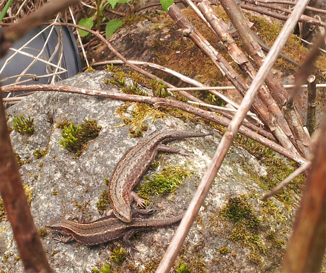 post-4814-0-24486800-1402506735_thumb.pn