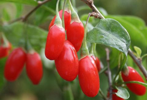 post-31591-0-47958800-1434106429_thumb.j