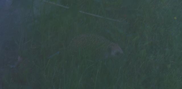 post-15035-0-17285200-1373921202_thumb.j