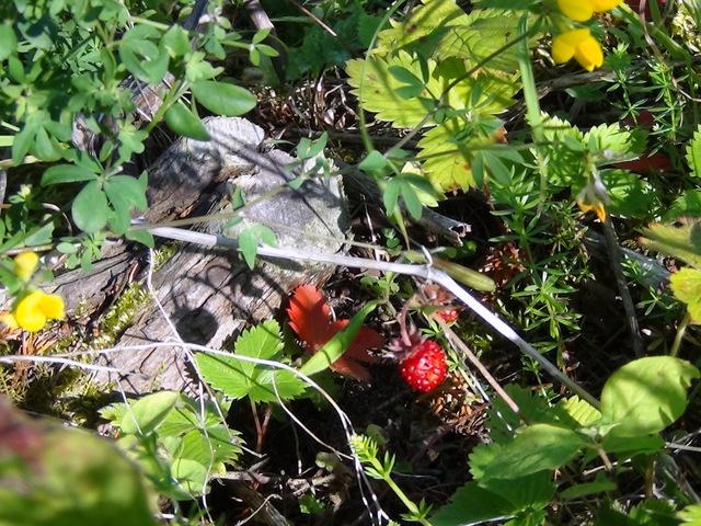 post-25435-0-25681700-1373955535_thumb.j