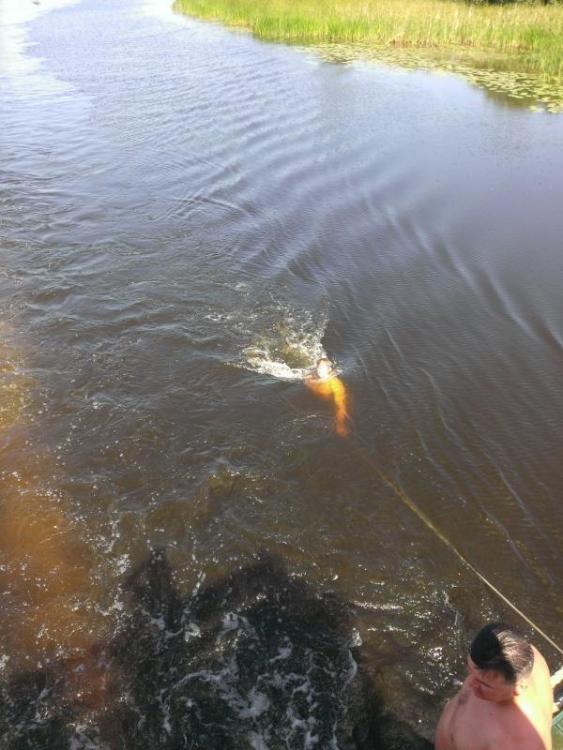 post-28465-0-88038000-1406552031_thumb.j