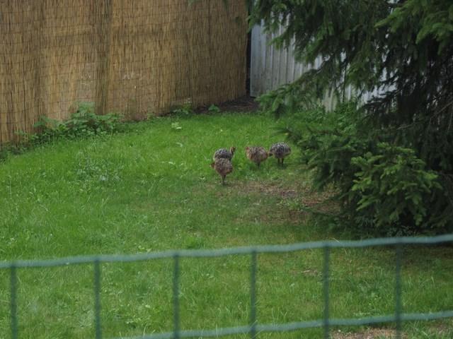 post-4814-0-00075700-1405597472_thumb.jp