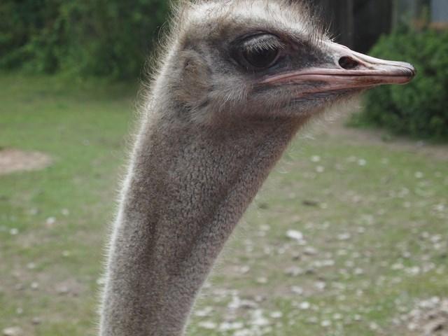 post-4814-0-16526100-1405597350_thumb.jp