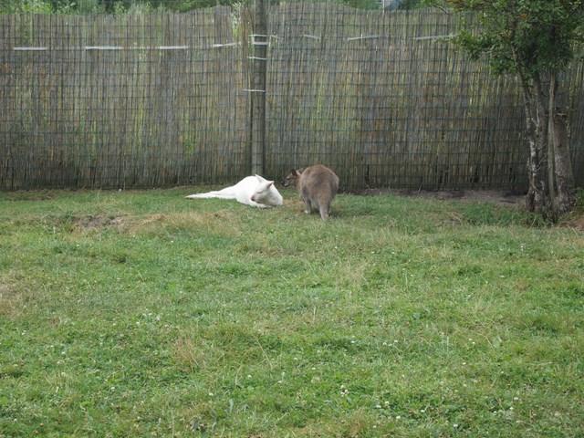 post-4814-0-27240700-1405597539_thumb.jp