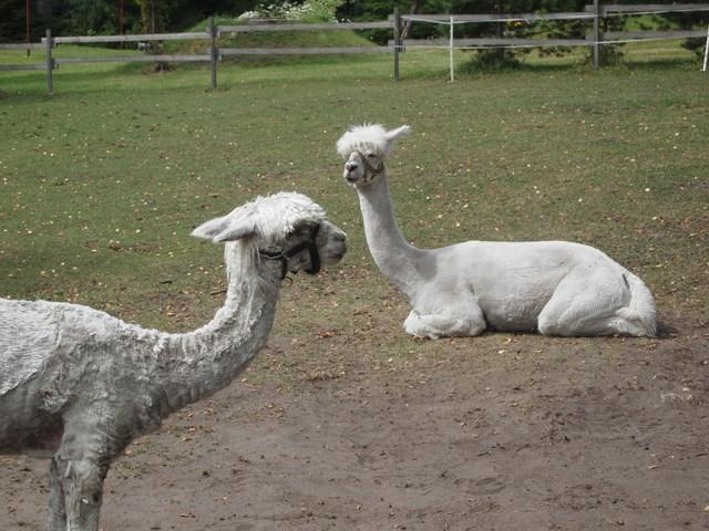 post-4814-0-29130300-1405597792_thumb.jp