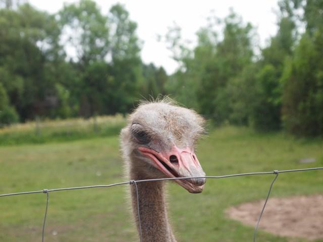 post-4814-0-98224400-1405597342_thumb.jp