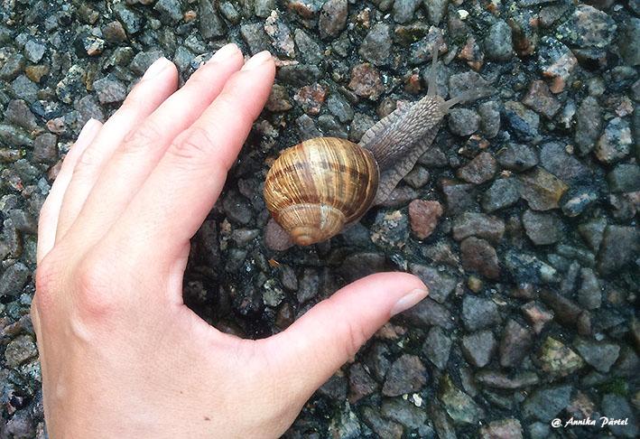 post-1184-0-21745500-1437975838_thumb.jp