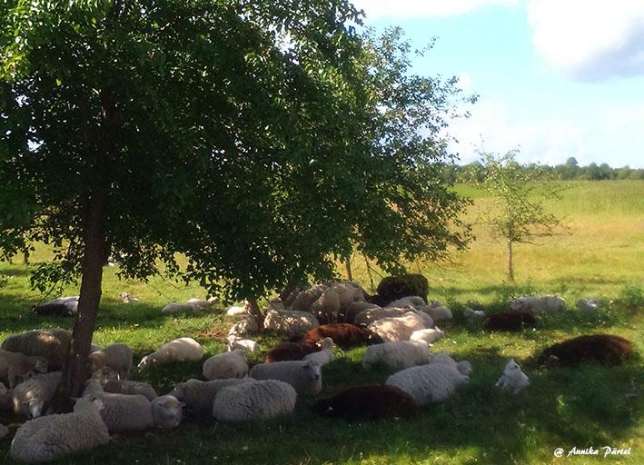 post-1184-0-29876900-1437975772_thumb.jp