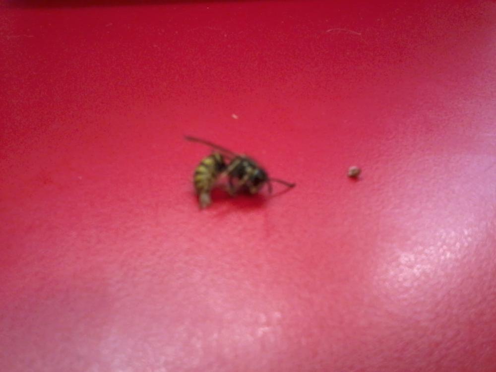 post-29847-0-57464000-1411636991_thumb.j