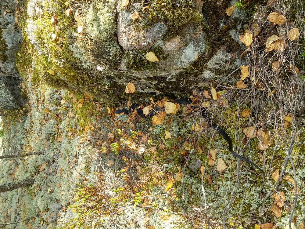 post-28465-0-75598800-1441790283_thumb.j