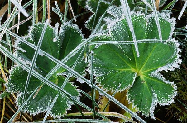 post-1184-0-20216900-1412254107_thumb.jp