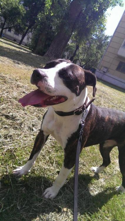 post-22577-0-72796300-1413230099_thumb.j