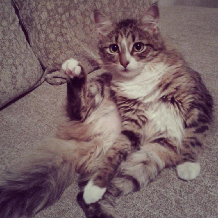 post-28093-0-22130300-1415118098_thumb.j