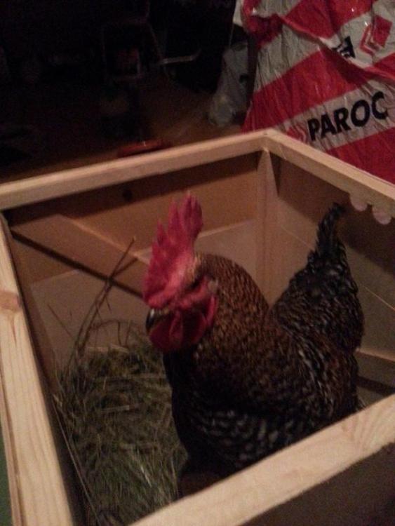 post-29847-0-87264200-1414922954_thumb.j