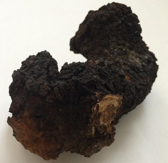 chaga-closeup.jpg.9ce371d98280025b2ed65bd1df0043c9.jpg