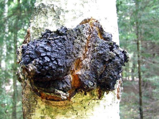 chaga-kaasik.jpg.989430a342e99804c0d49dbf9e31ab71.jpg