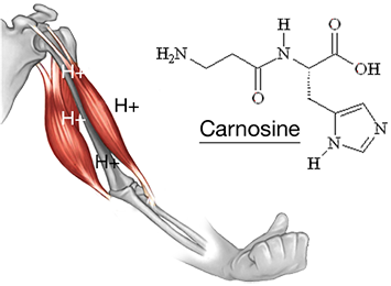 physiological-arm-right-alanine.png.2d8212bb92f2a96bd20dce04681d59fb.png